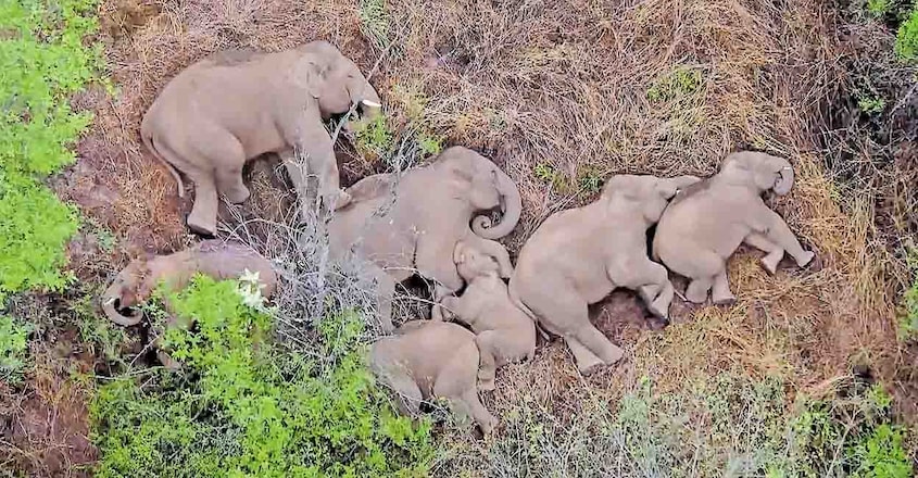CHINA-ENVIRONMENT-ANIMAL-ELEPHANT
