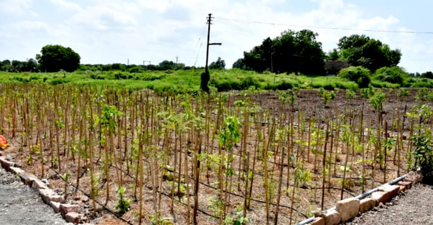 how-to-make-mini-forest-miyawaki-method